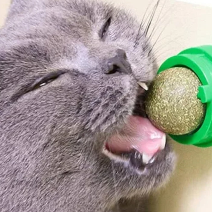 Boule d’Herbe-à-Chat Murale « Nature Collée »