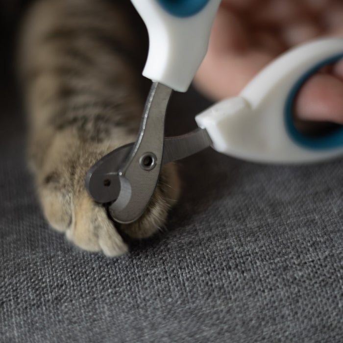 Ciseaux Professionnels « Toilettage Expert »