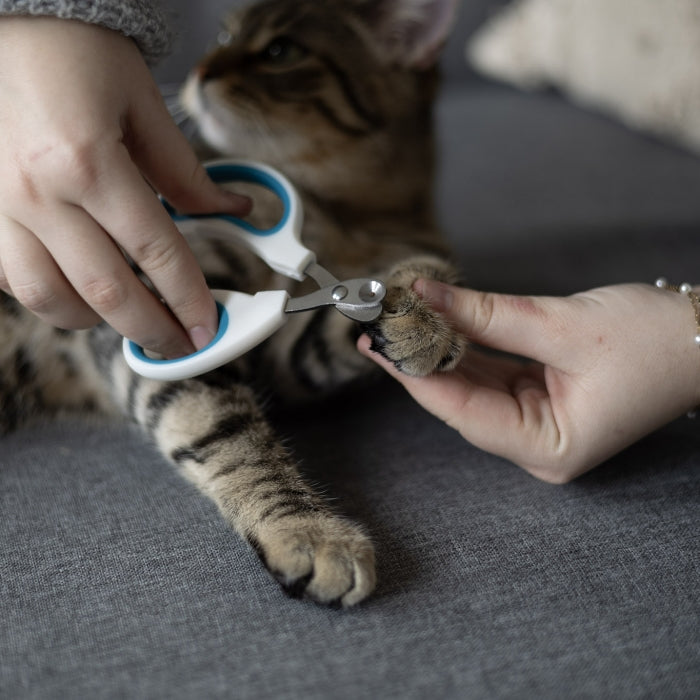 Ciseaux Professionnels « Toilettage Expert »