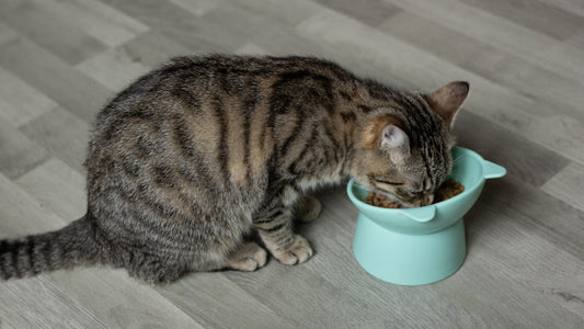 Quelle est la meilleure gamelle pour un chat sensible ou âgé ?