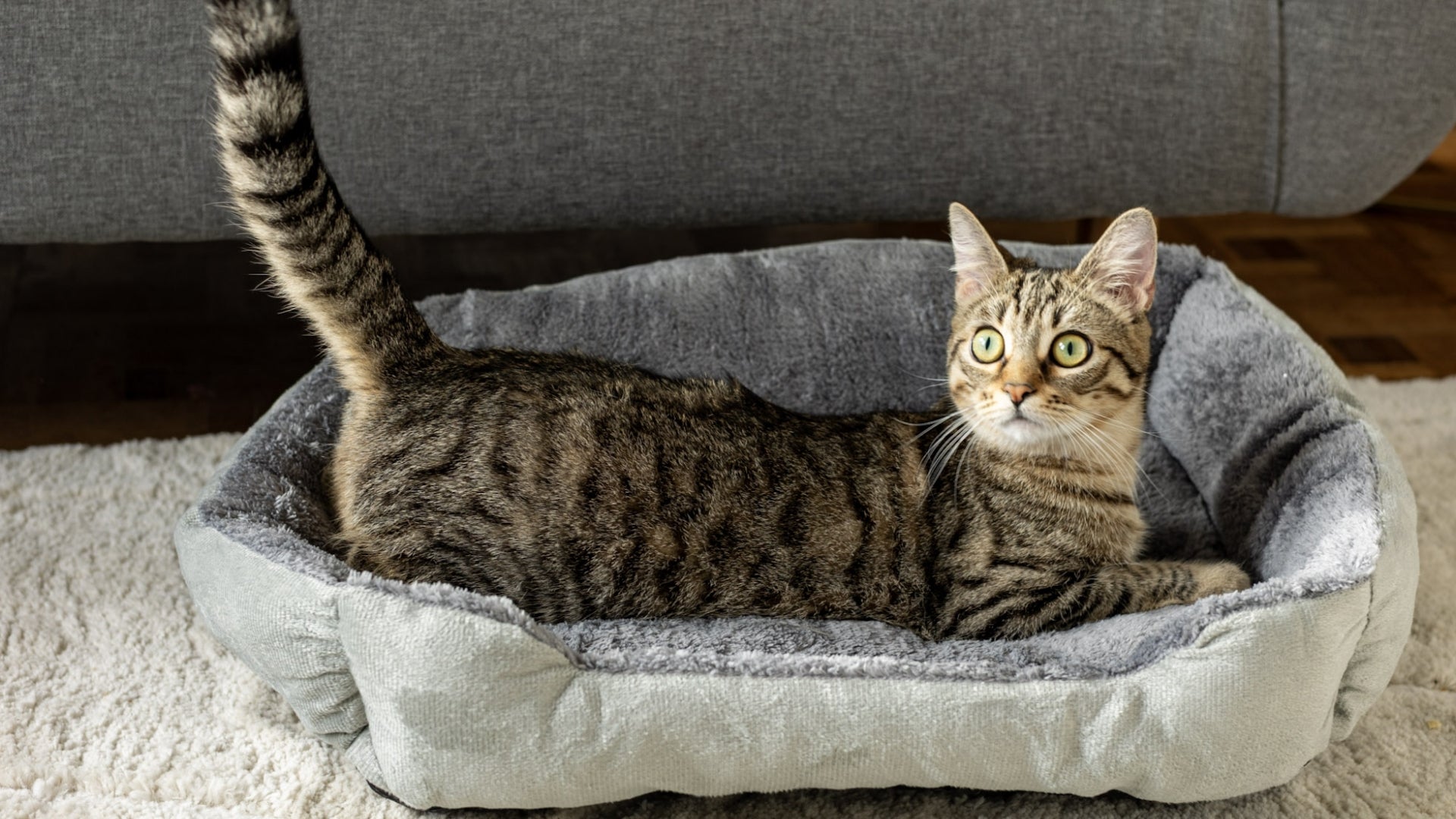 Top 4 des meilleurs nids douillets pour chats : leur cocon, leur choix