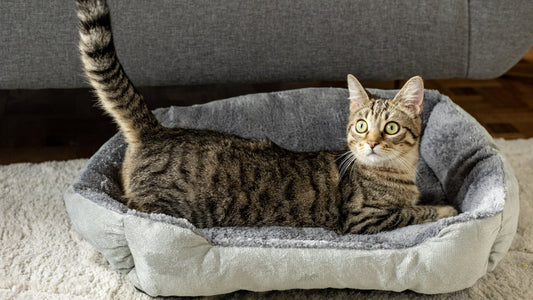 Top 4 des meilleurs nids douillets pour chats : leur cocon, leur choix