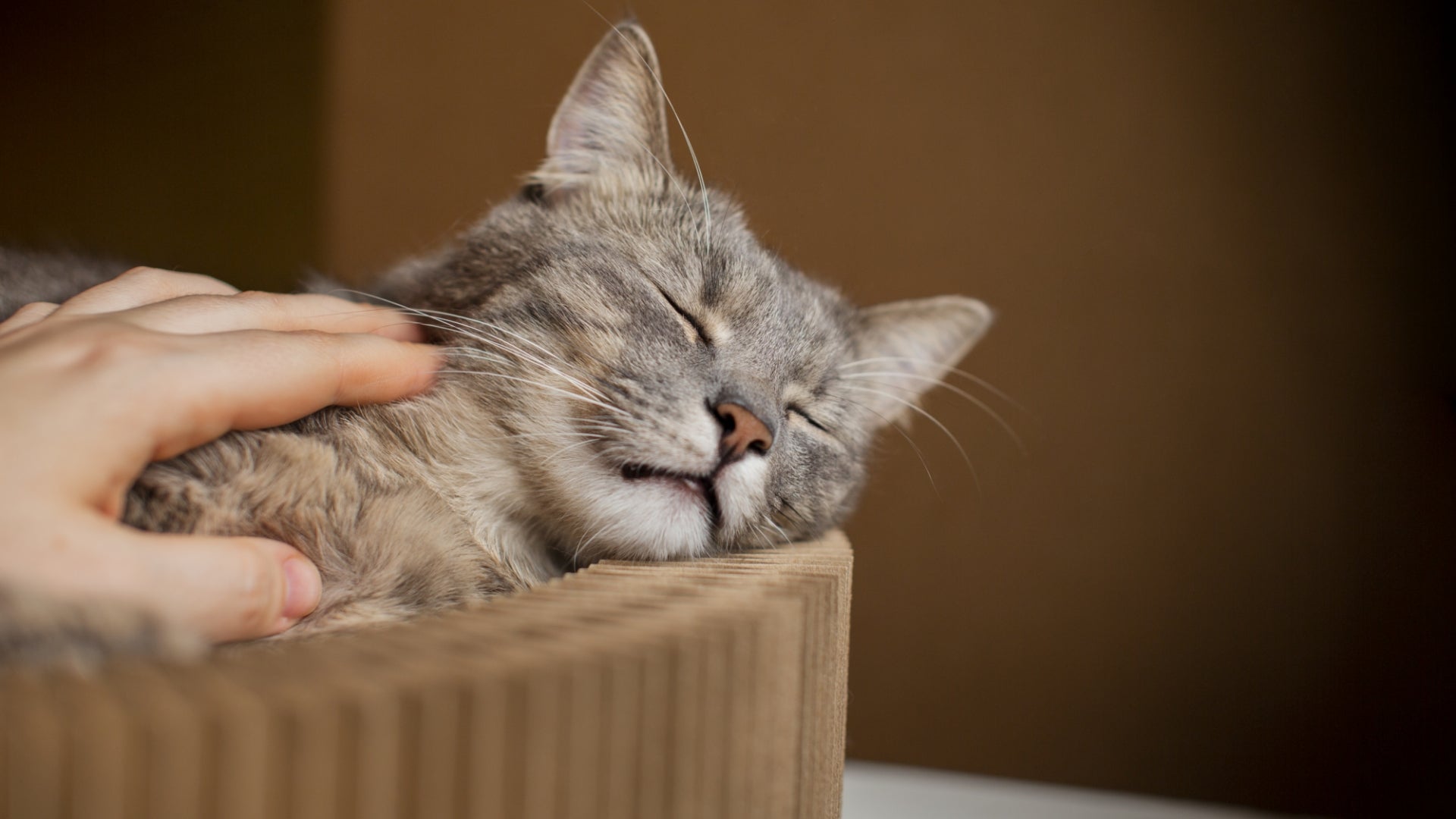 Pourquoi mon chat boude ses jouets ?