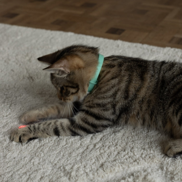 Jouet Intelligent « Collier Laser Instinct »