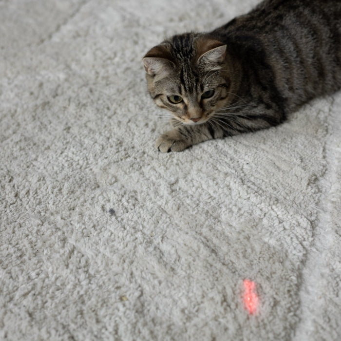 Jouet Intelligent « Collier Laser Instinct »